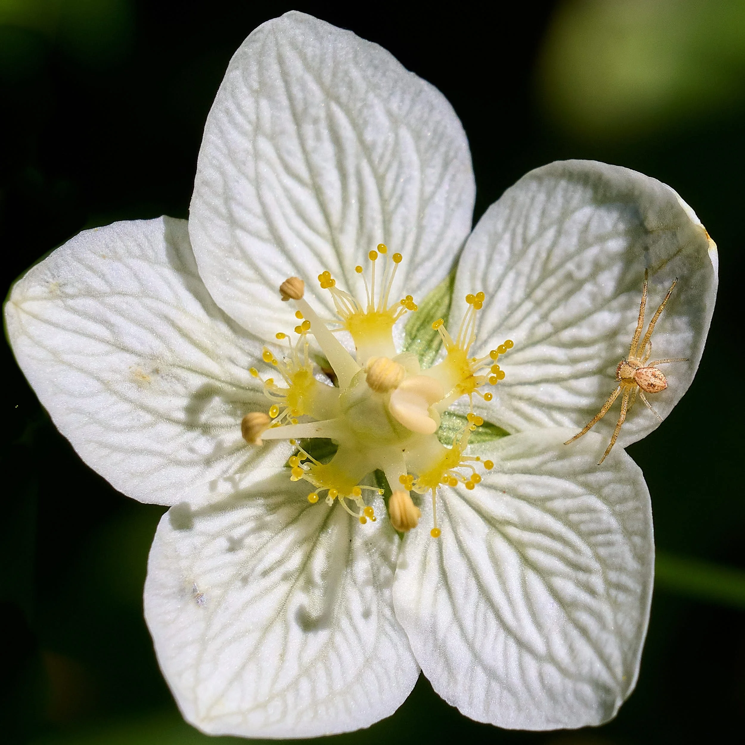 Grass of Parnassus &amp; spider