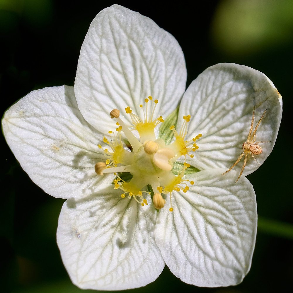 Grass of Parnassus &amp; spider