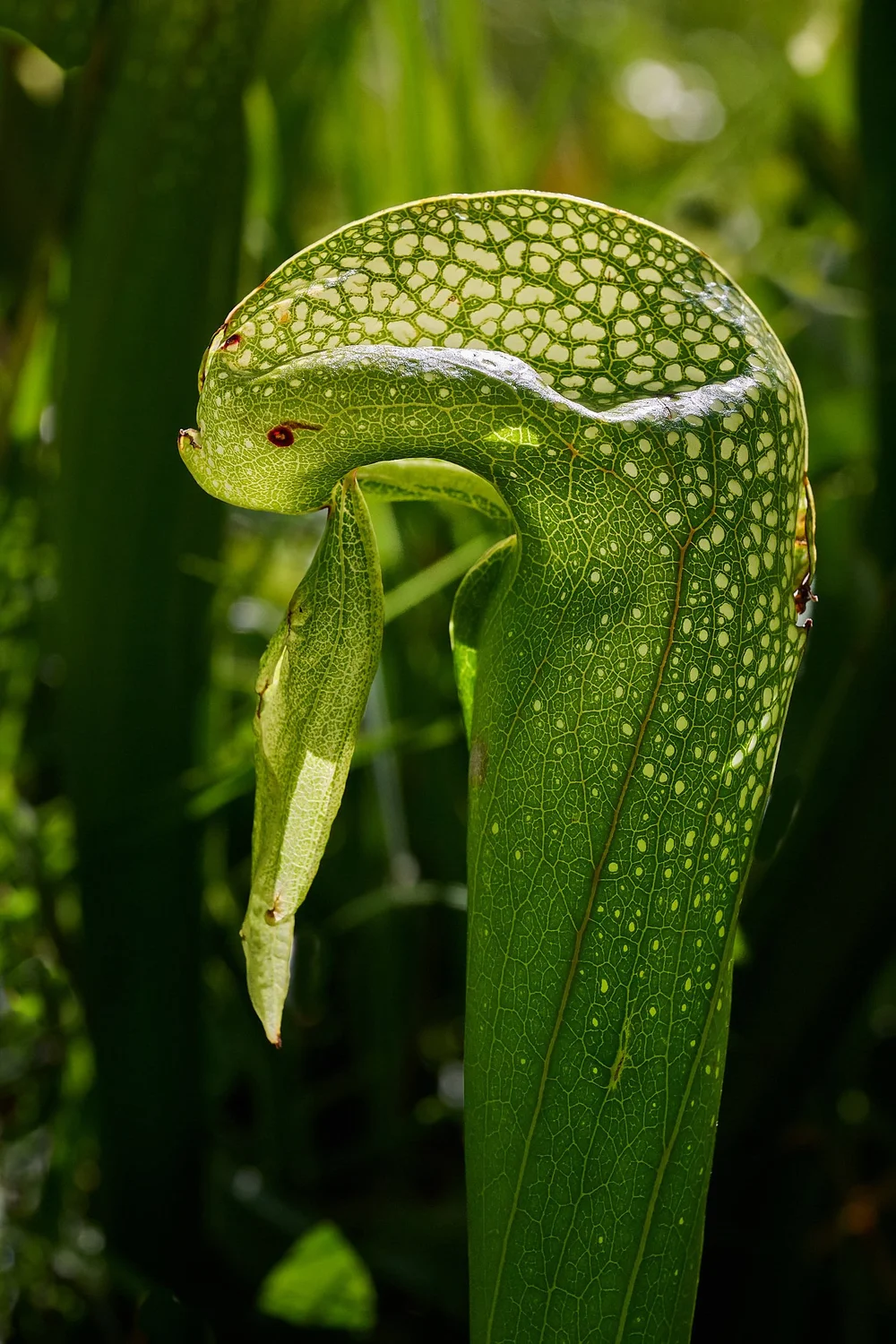 Cobra lily (Pitcher Plant)
