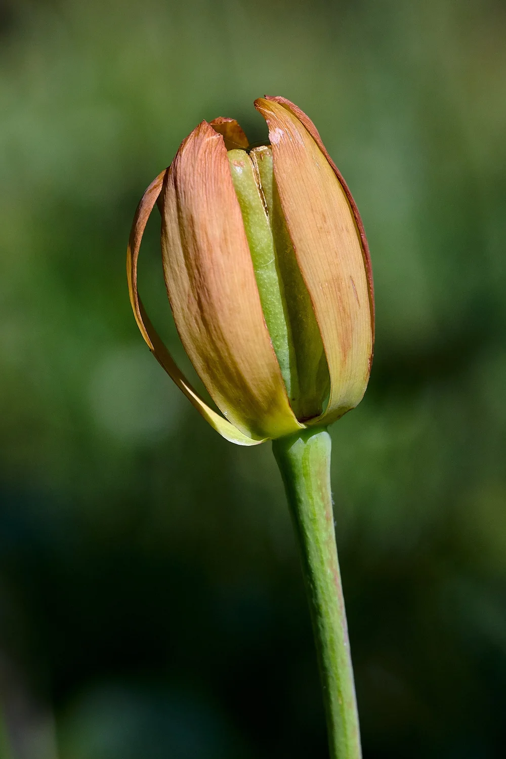 Cobra lily fruit