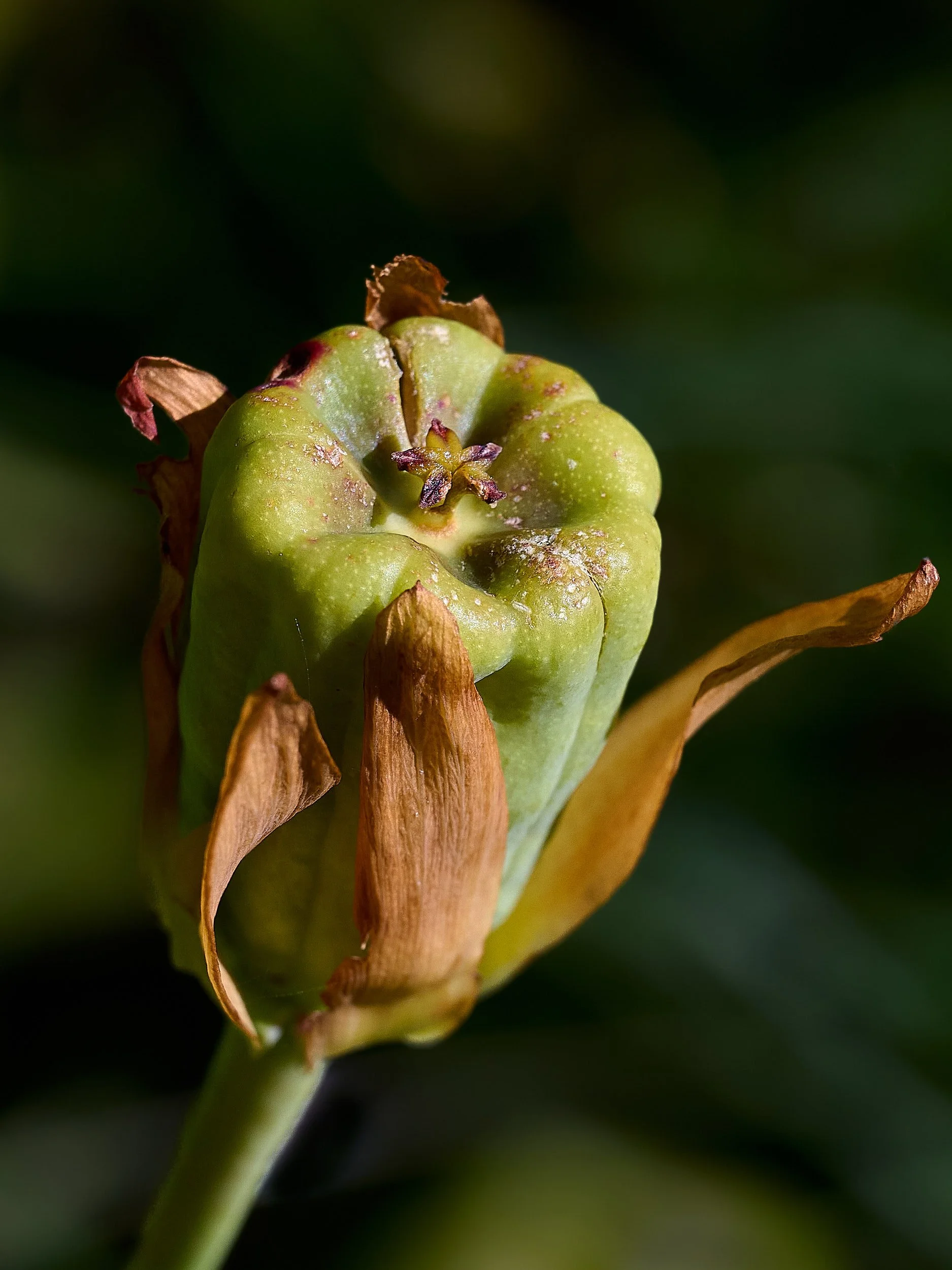 Cobra lily fruit