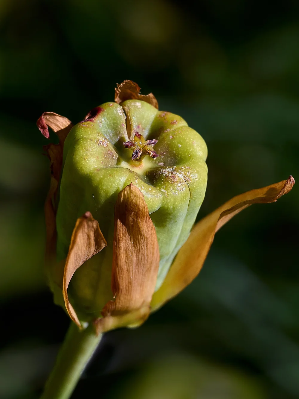Cobra lily fruit