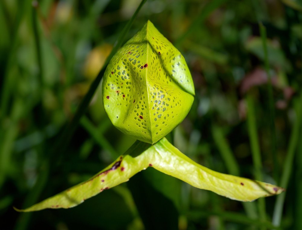 Cobra lily