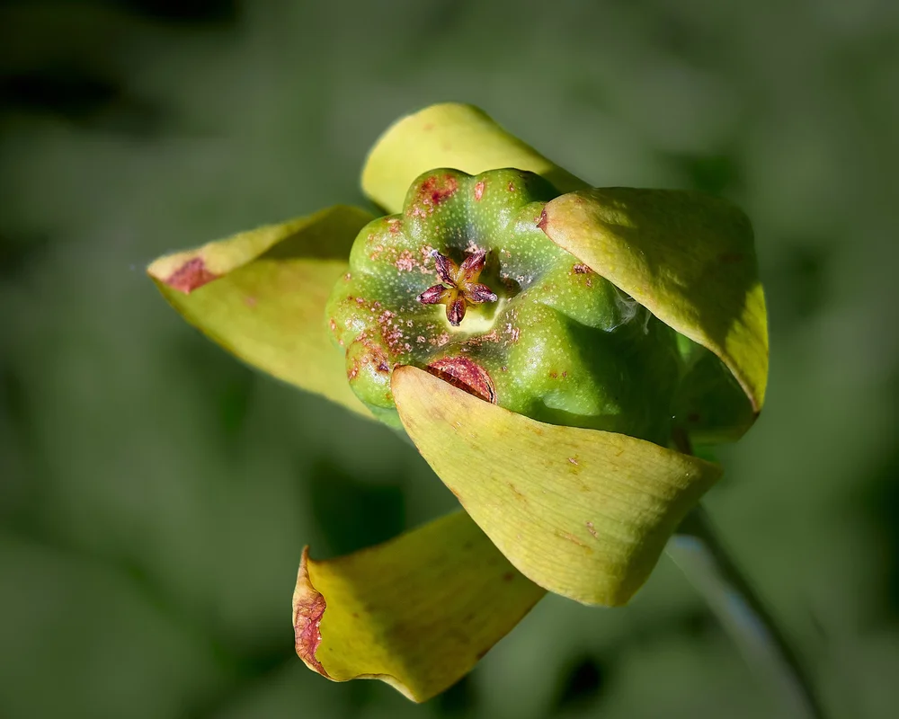 Cobra lily fruit