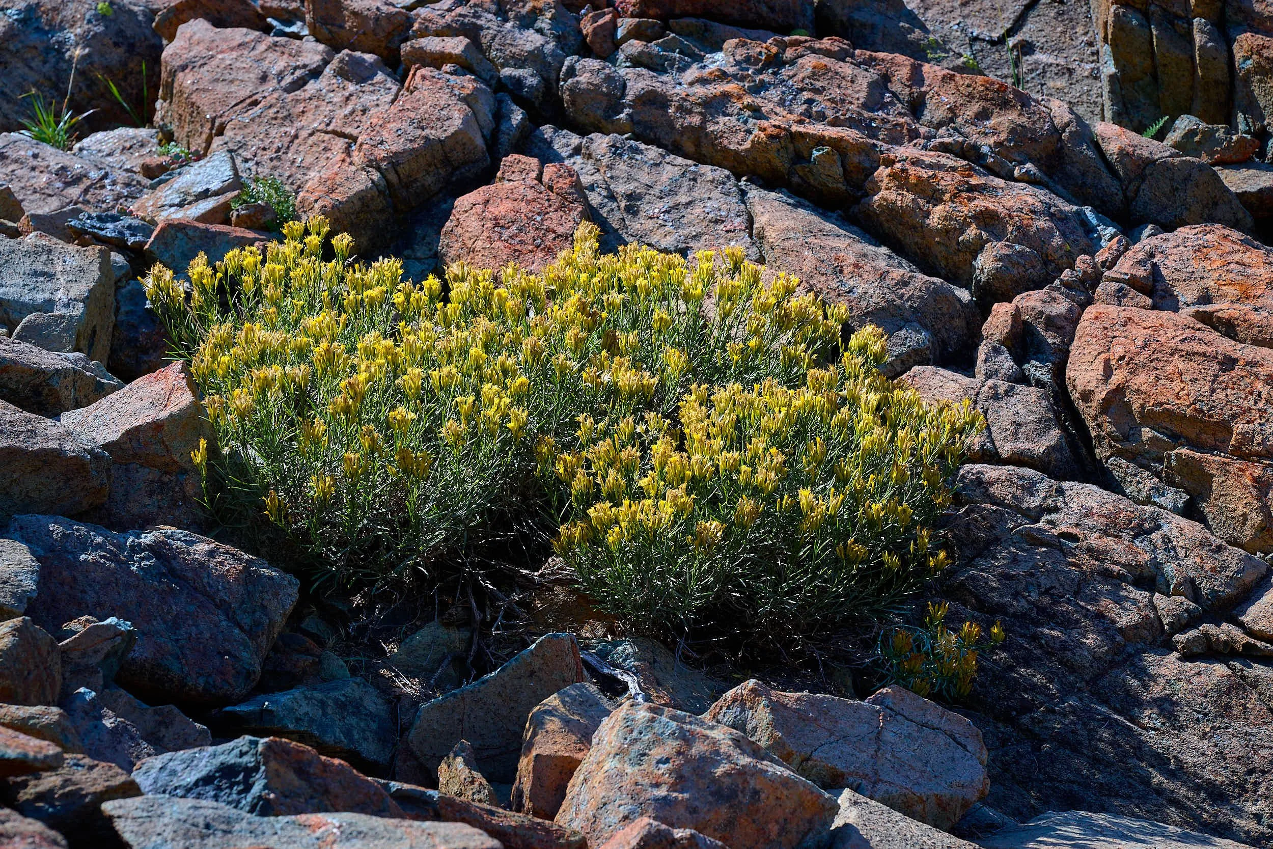 Rabbit bush