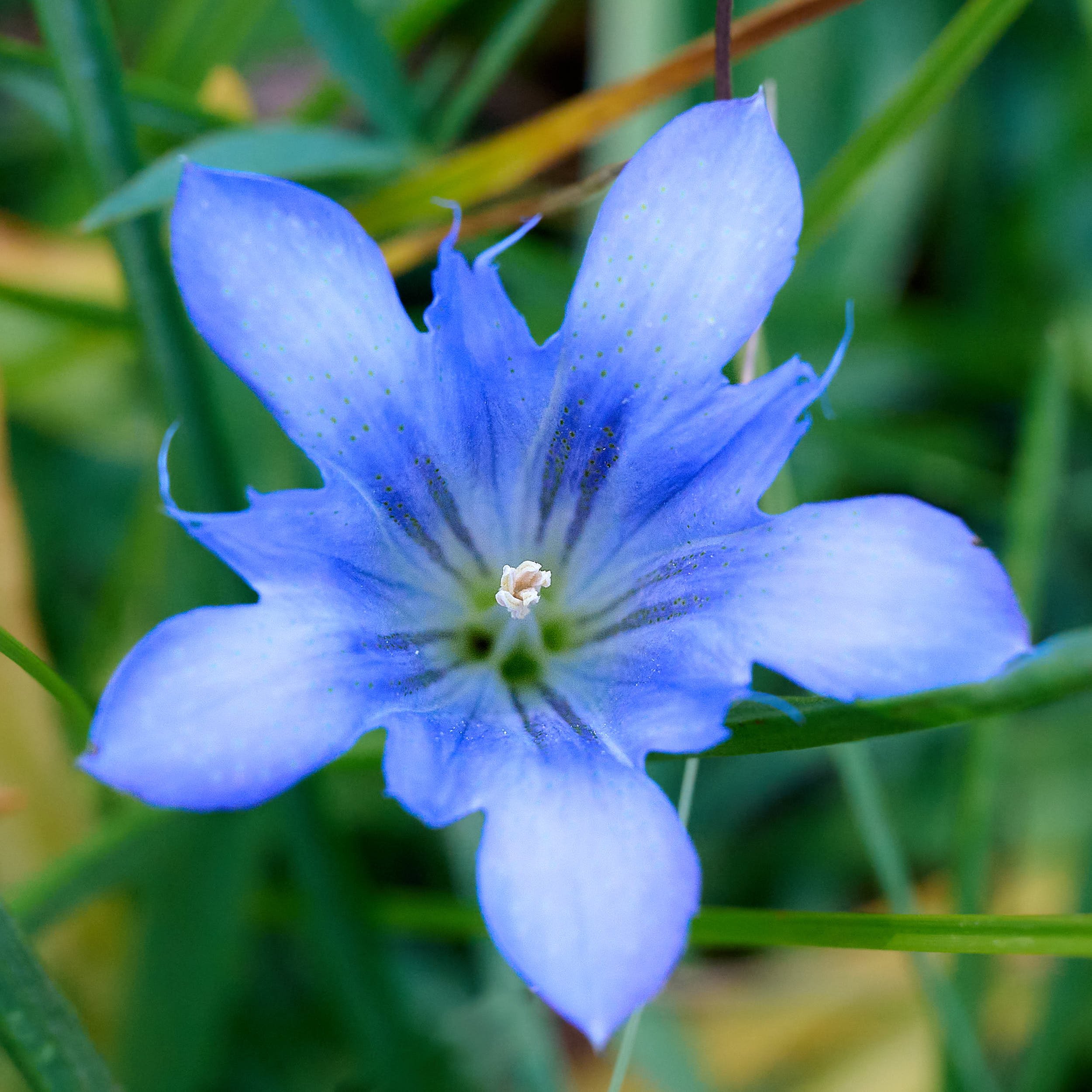 Gentian spp