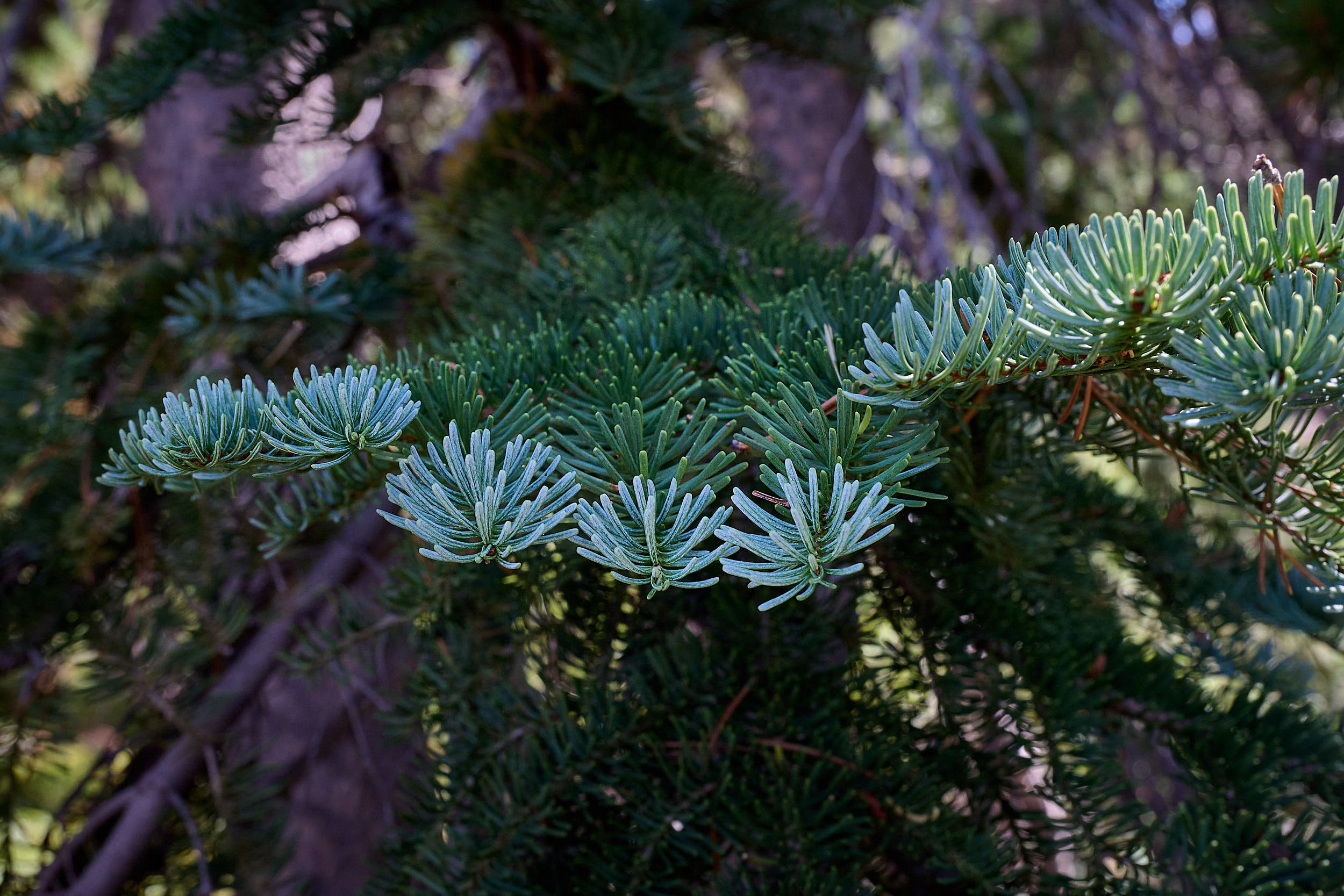 Shasta red fir