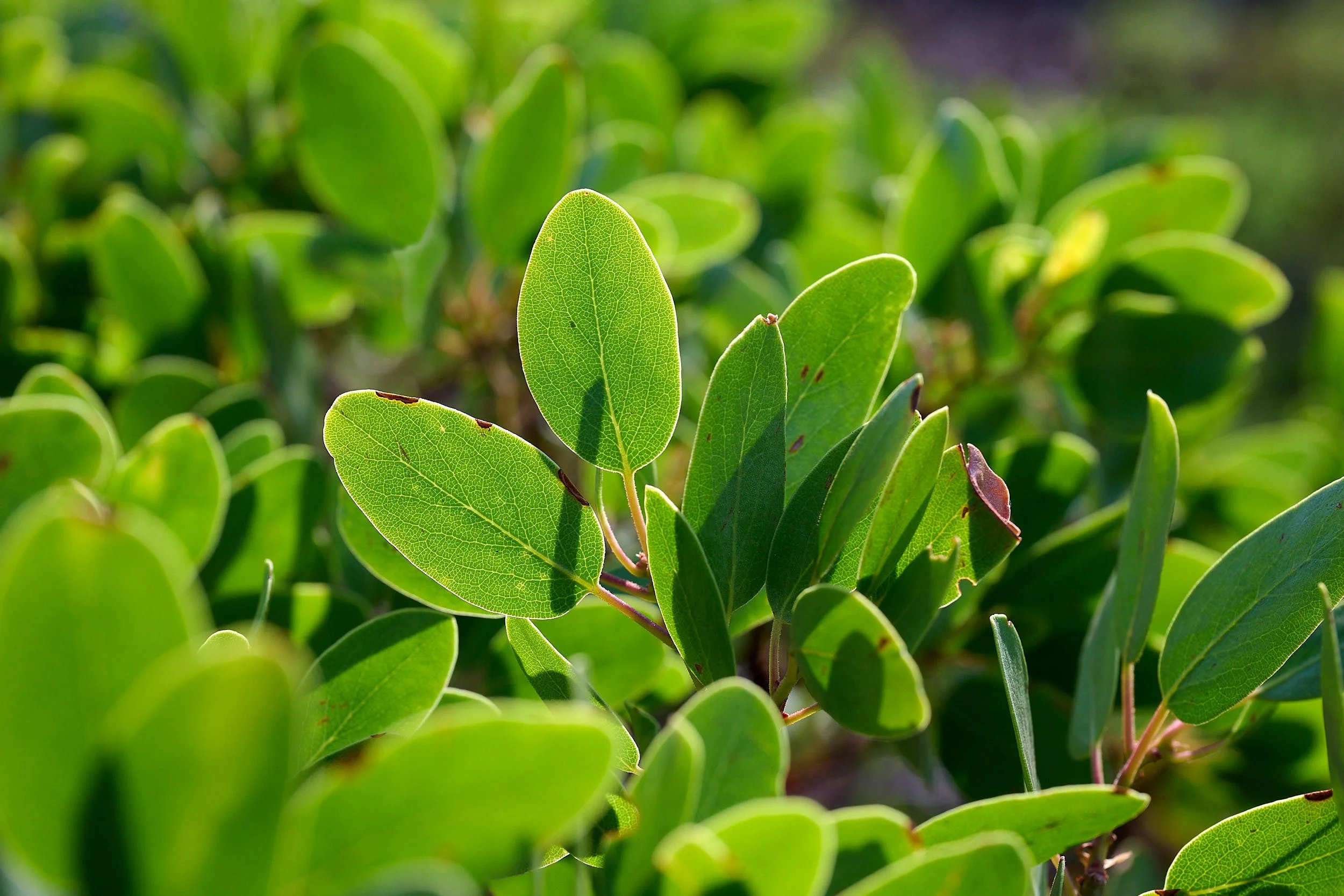 Green leaf manzanita 