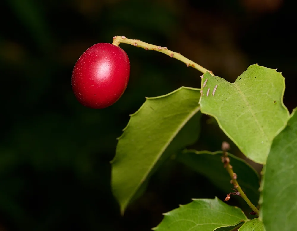 Holly-leafed cherry