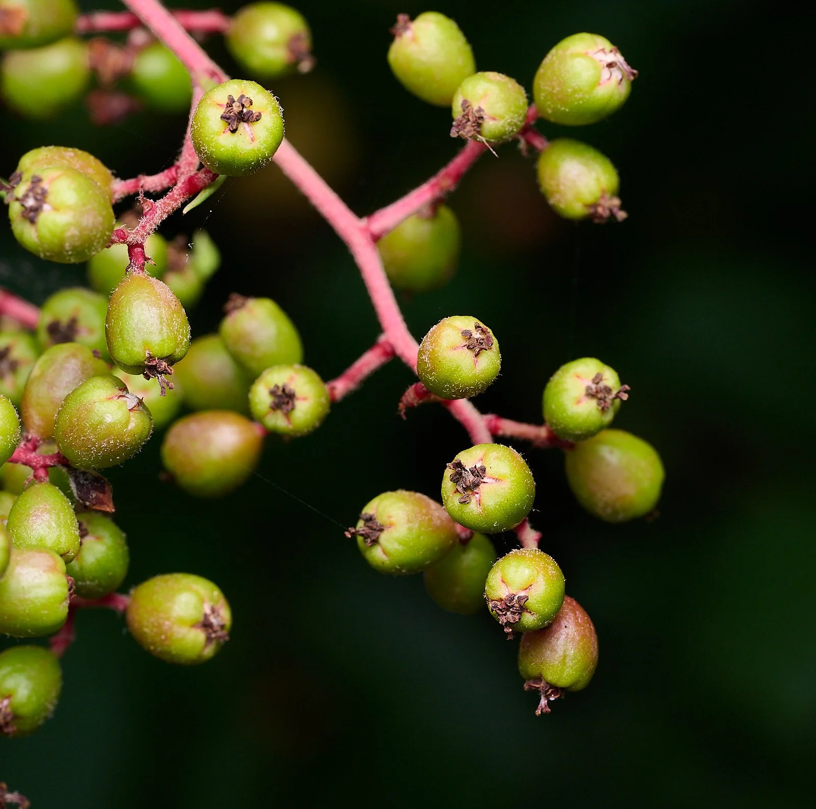 Toyon
