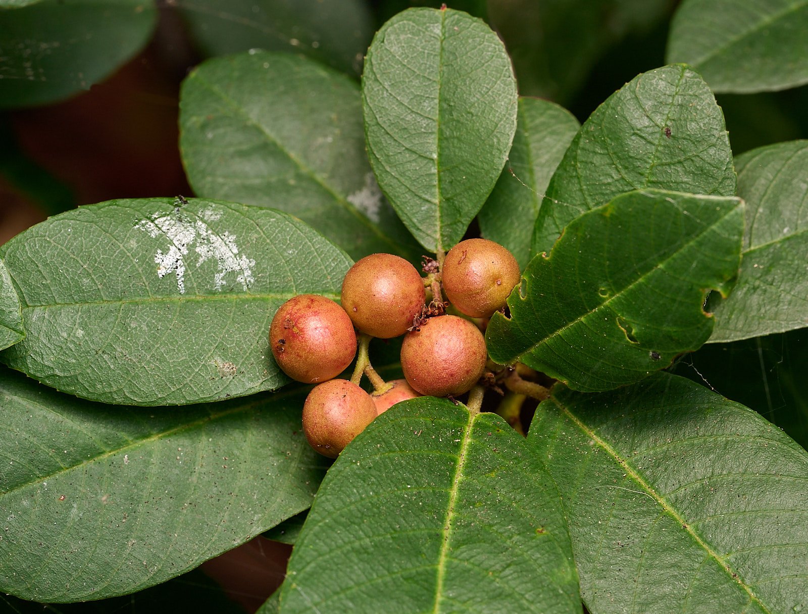 Coffee berry