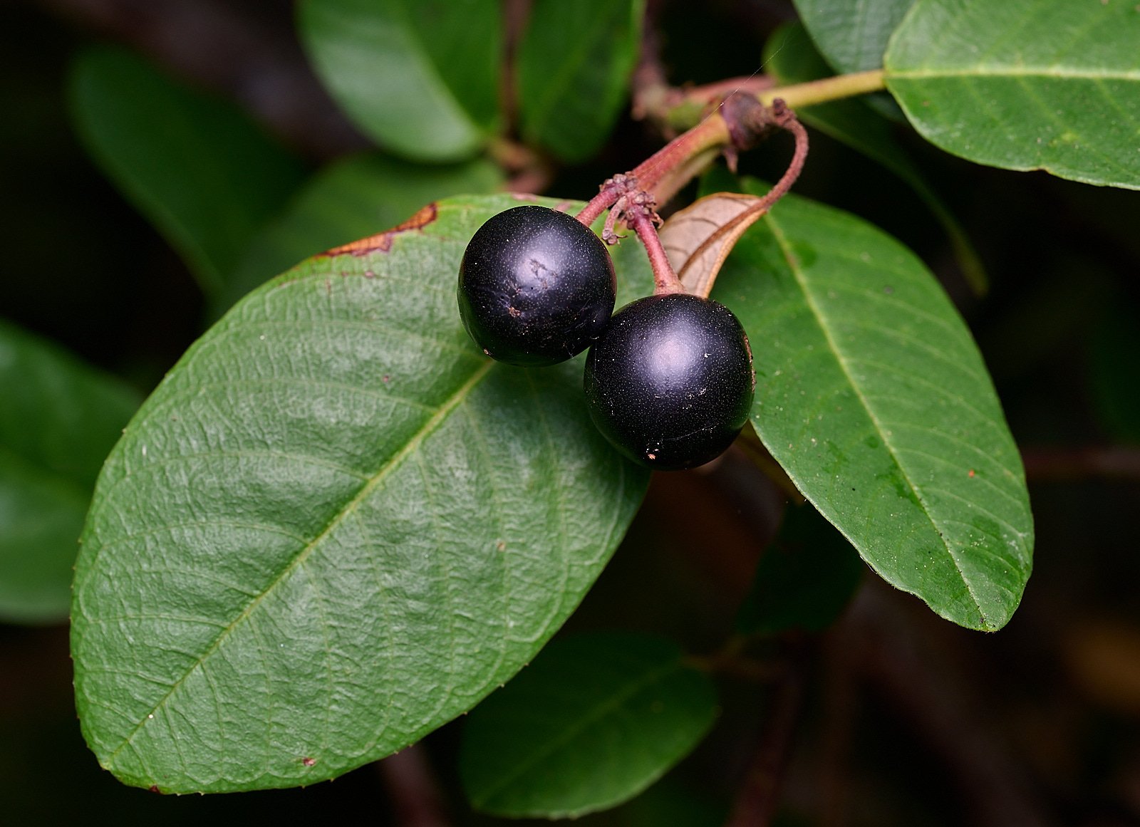 Coffee berry