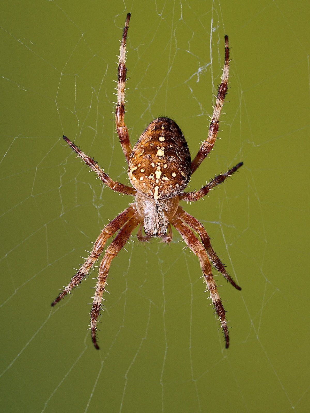 Orb-weaver spider