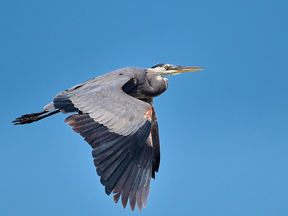 Great Blue Heron