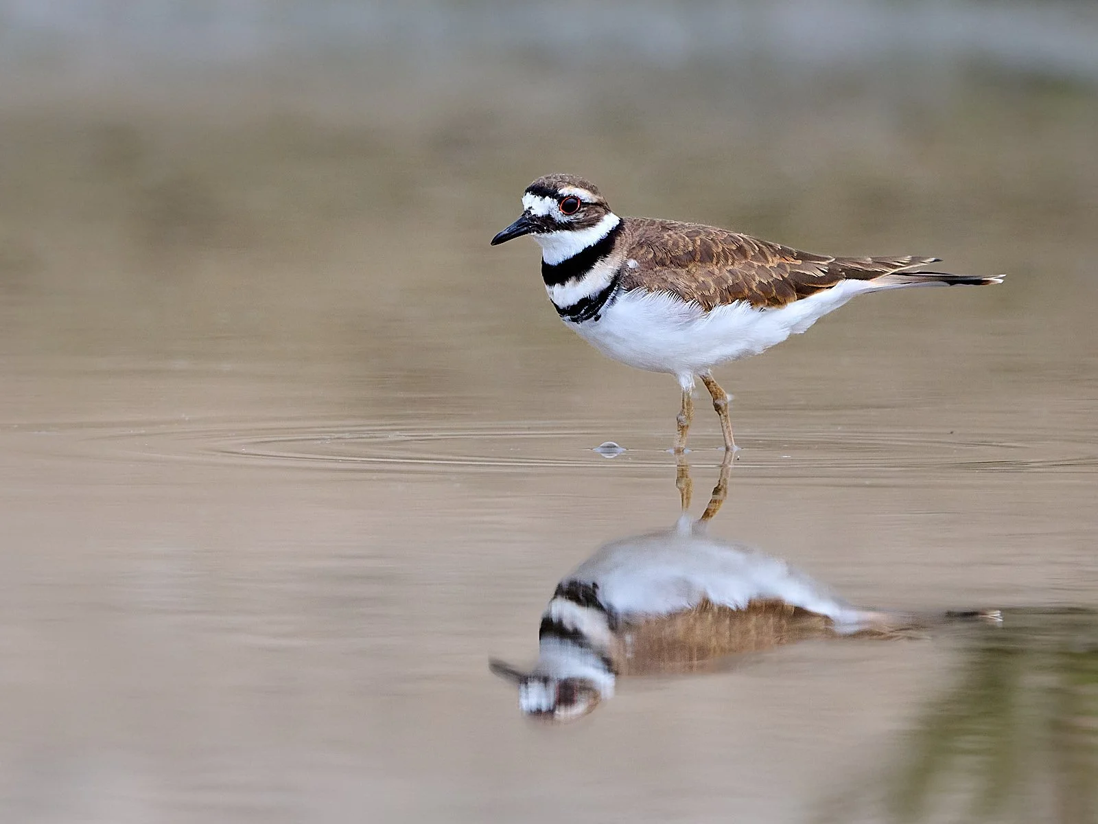 Killdeer
