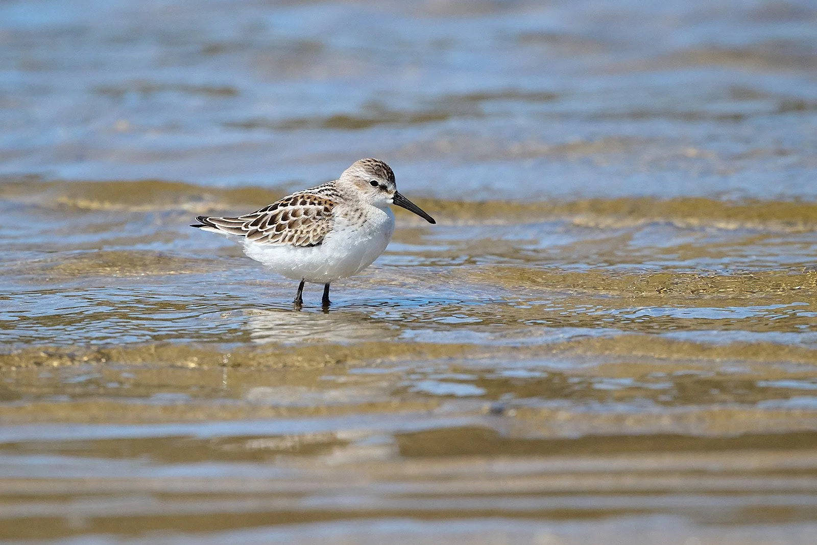 Western Sandpiper