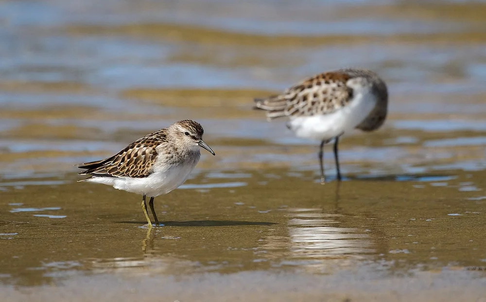 Least Sandpiper