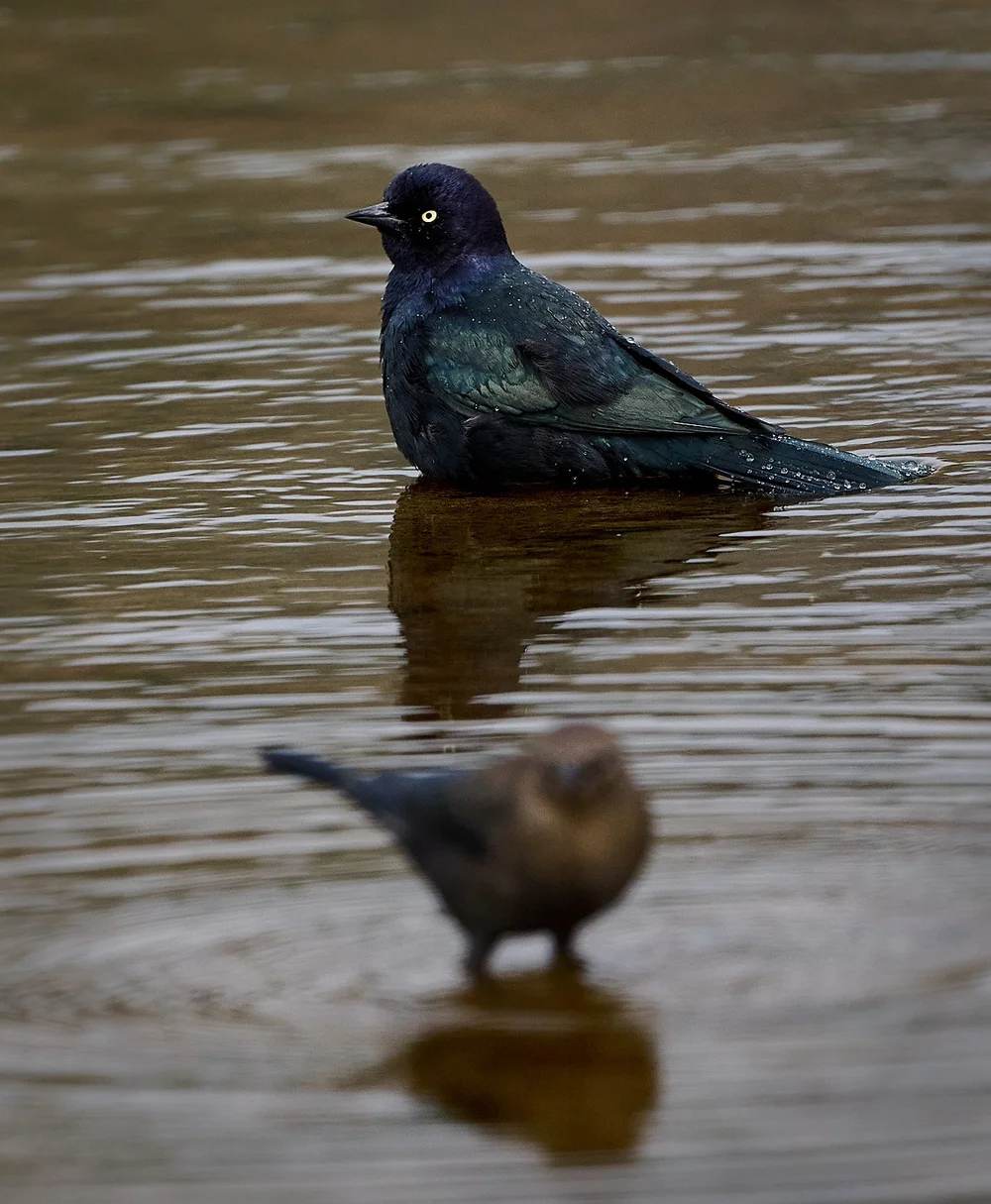 Male &amp; out-of focus female