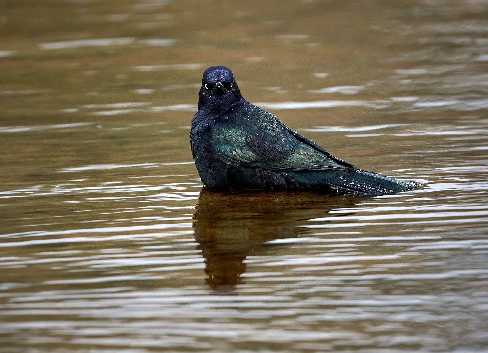 Male bathing