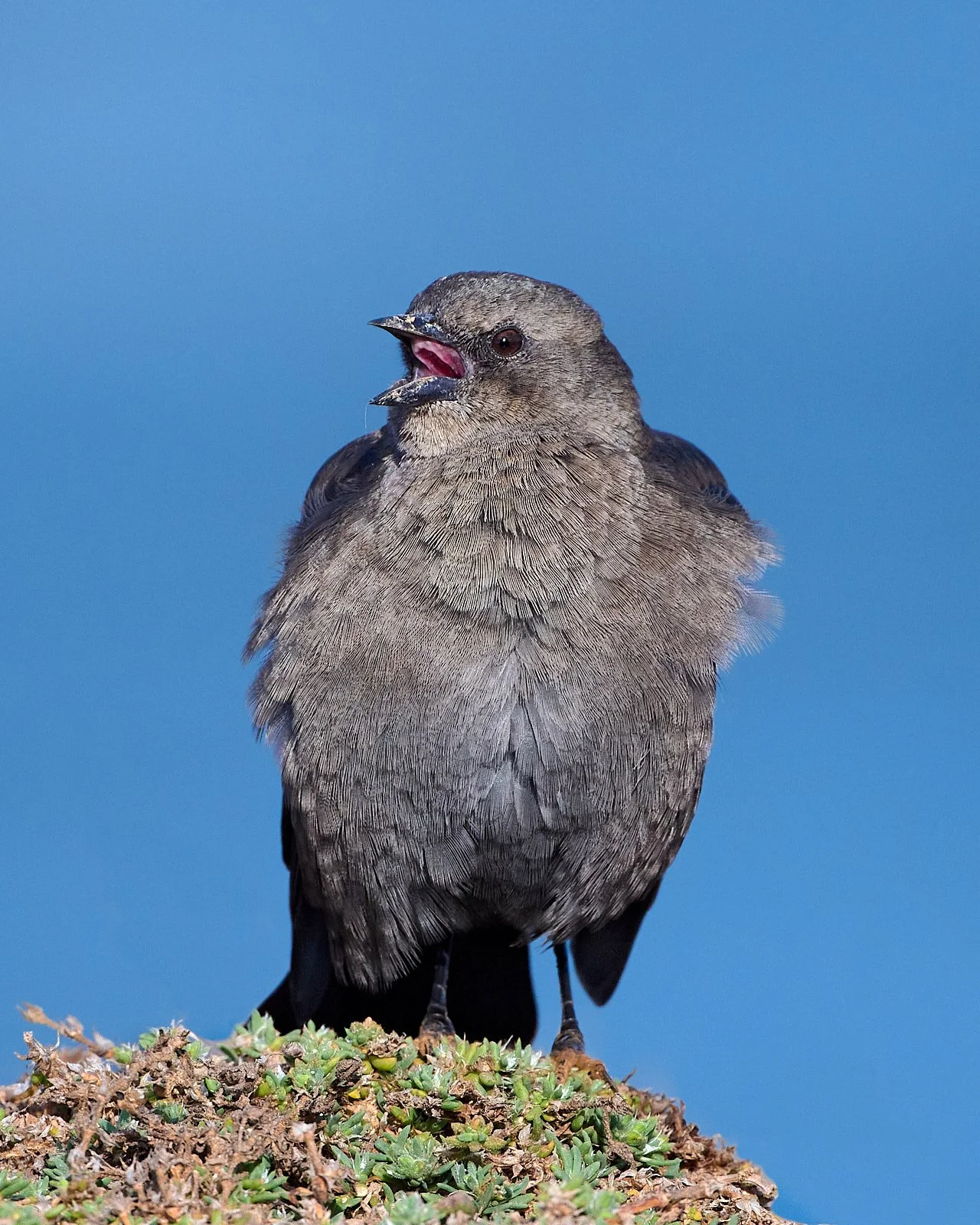 Female singing