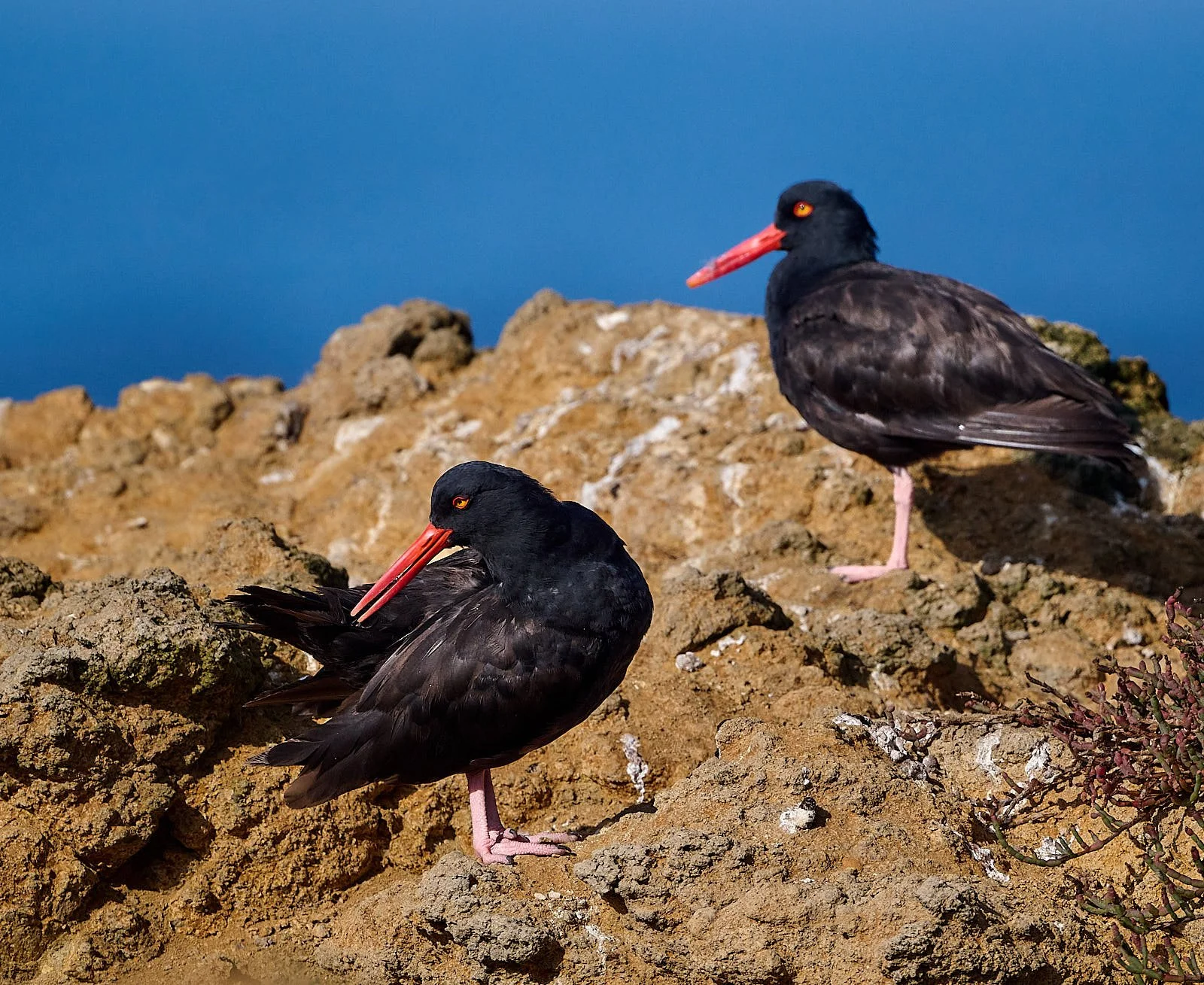 2025-9-pescadero GDW_6099.jpg