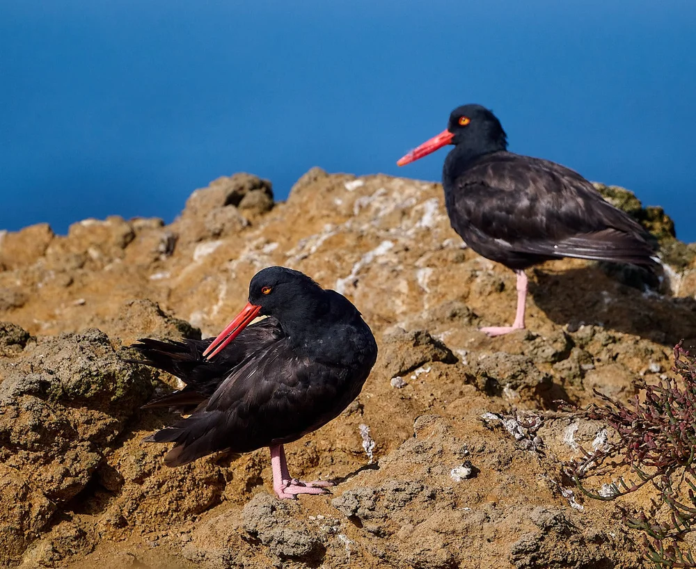 2025-9-pescadero GDW_6099.jpg