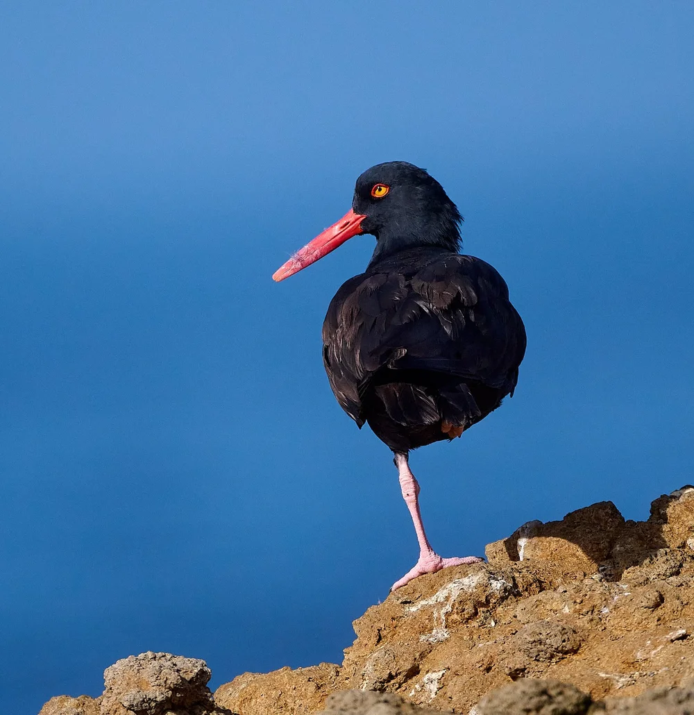 2025-9-pescadero GDW_6426.jpg