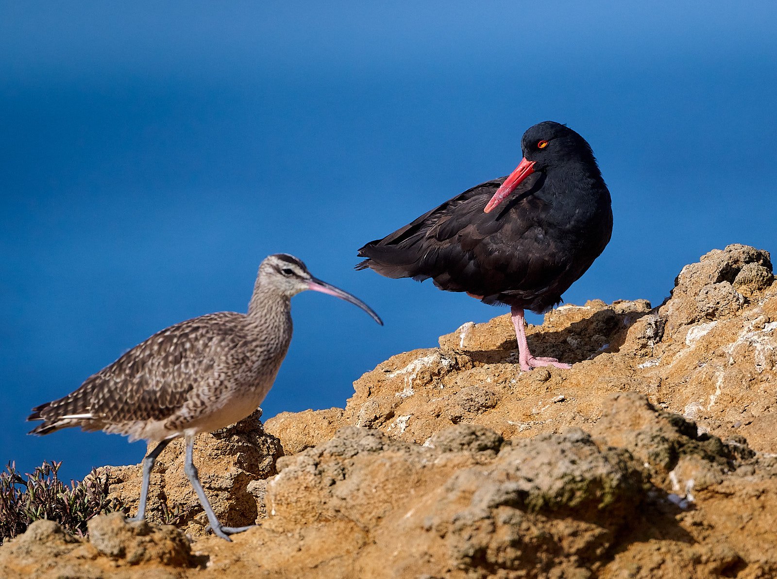 Whimbrel on the left