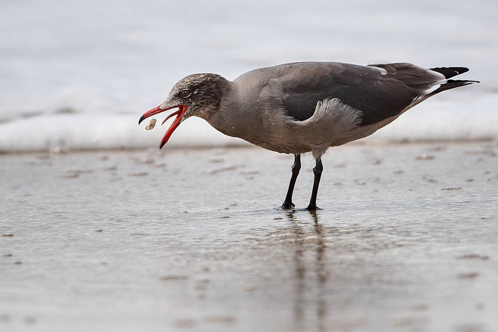 Heerman's Gull and mole crab
