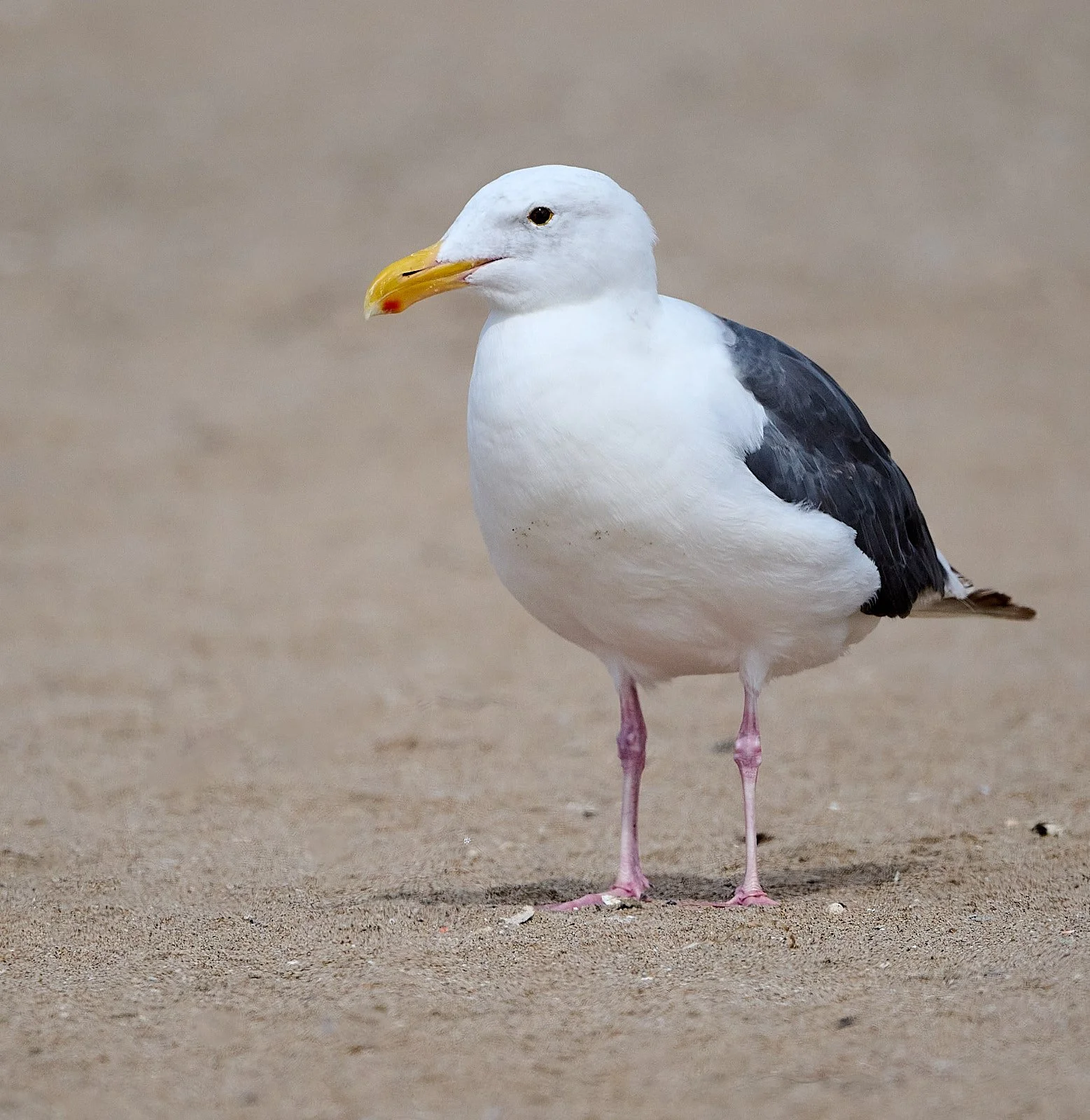 Western Gull