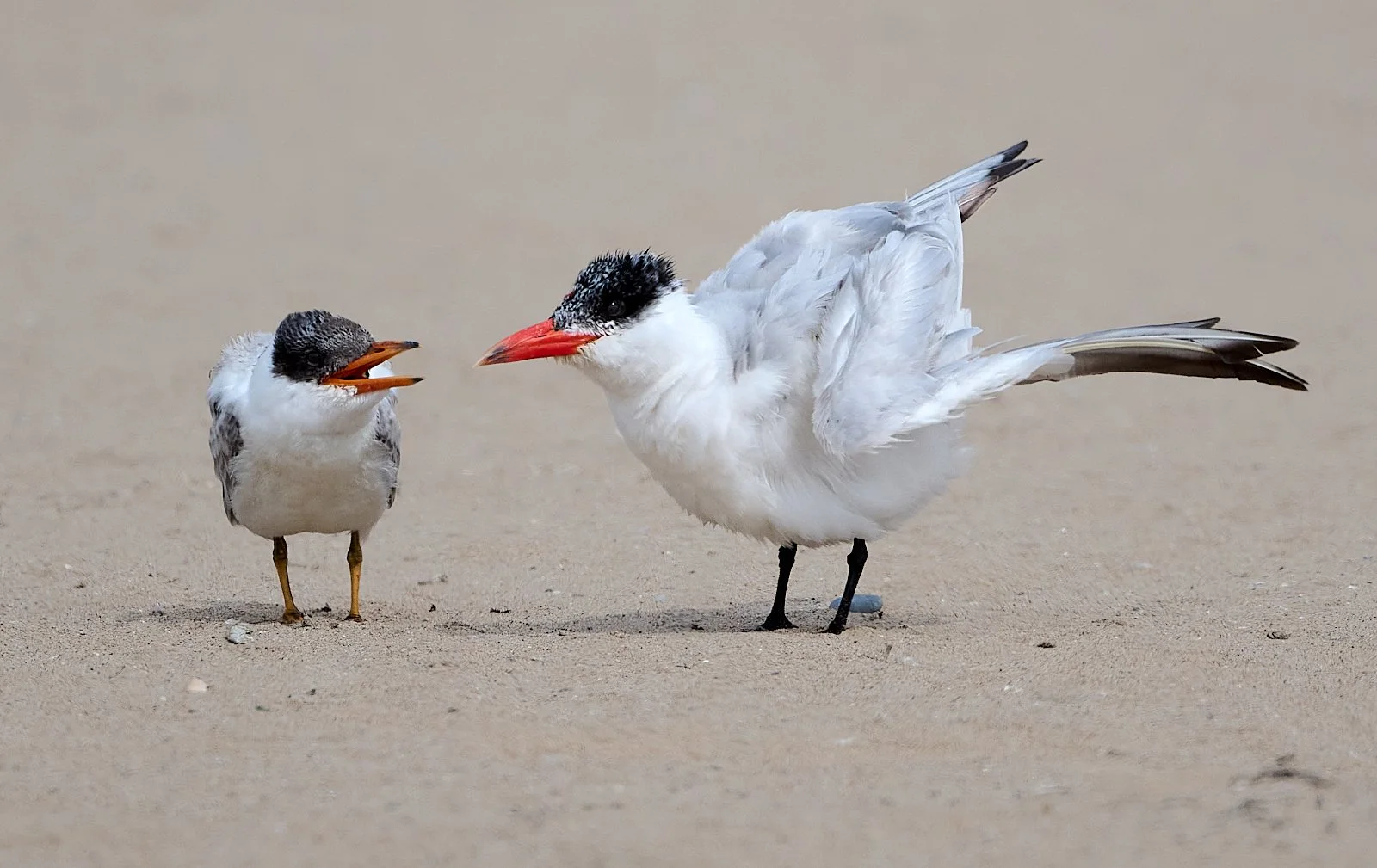 Caspian Tern and chick
