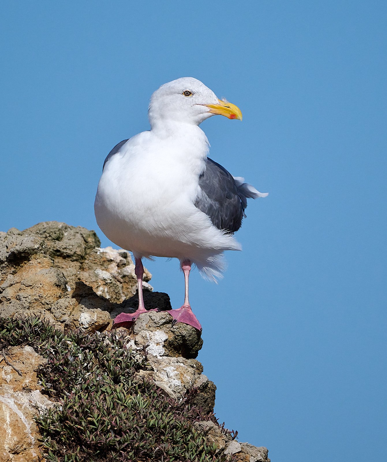 Western Gull