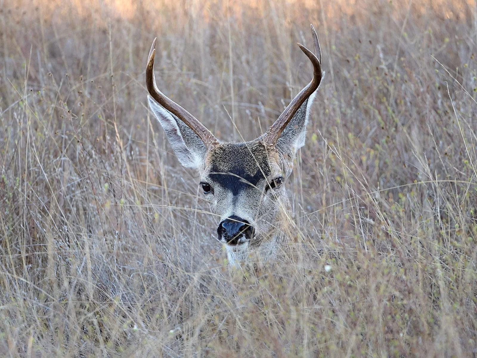 Resting young buck