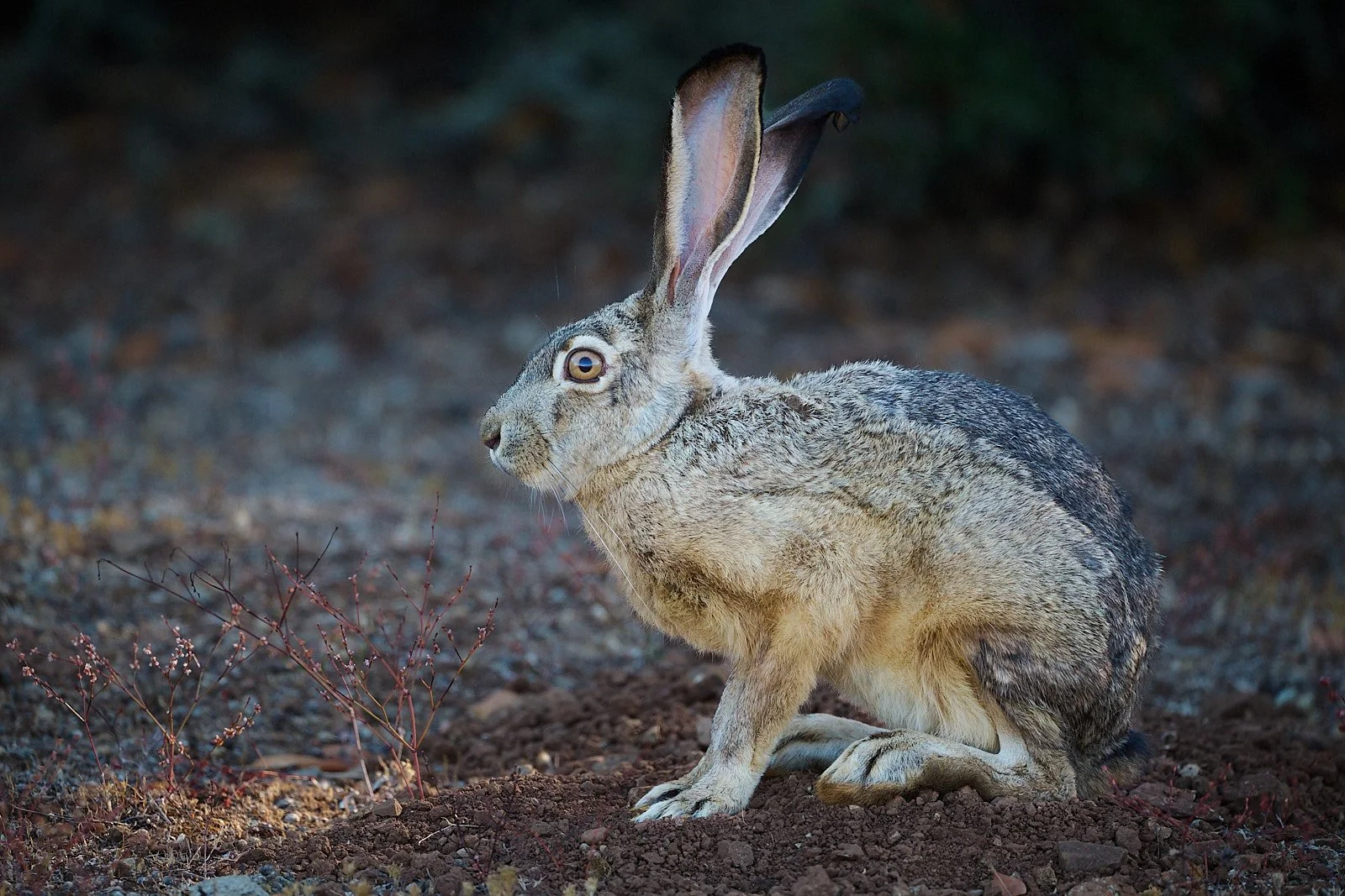 Jackrabbit in scurry zone