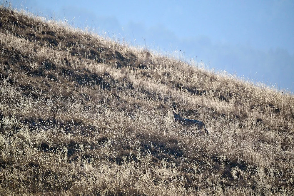 Coyote at sundown