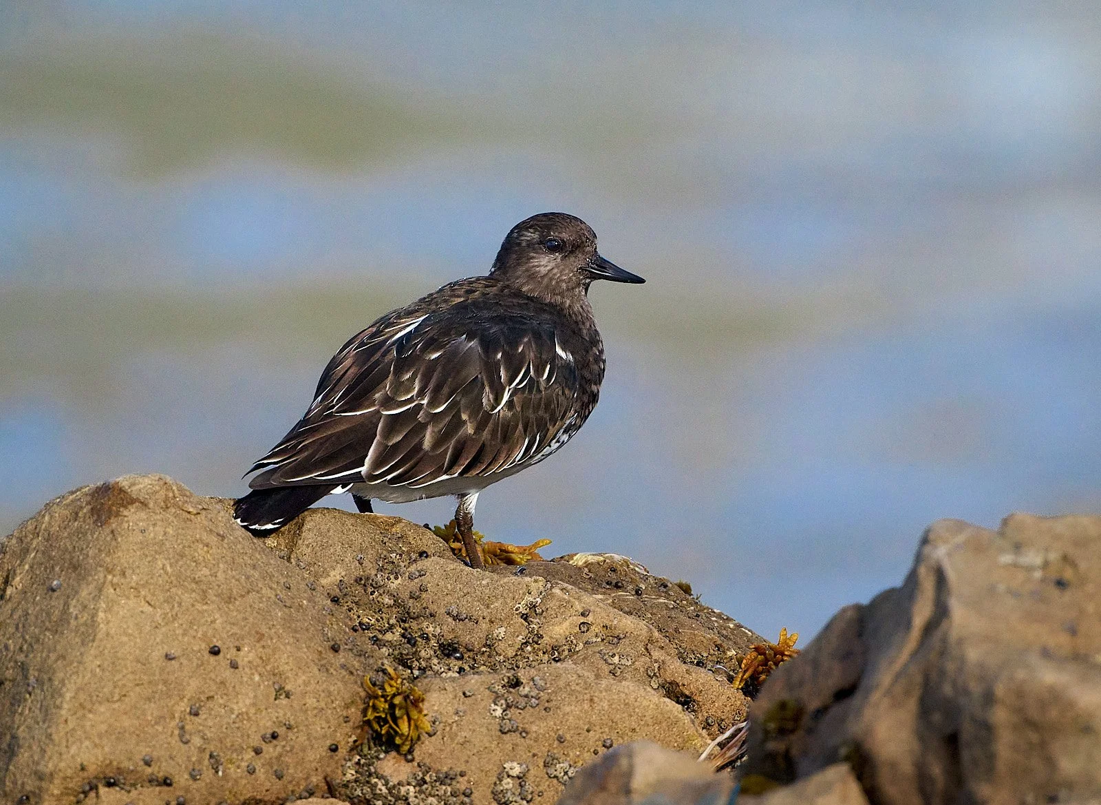 Black Turnstone
