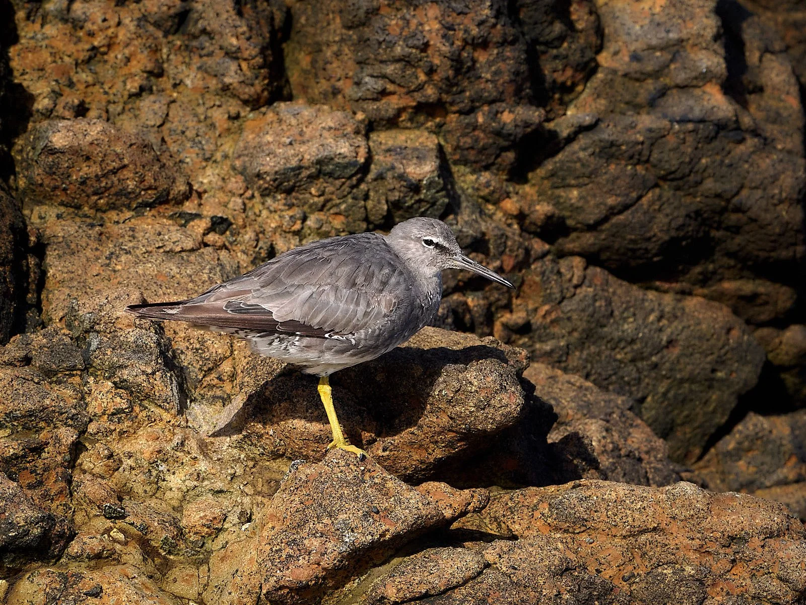Wandering Tattler