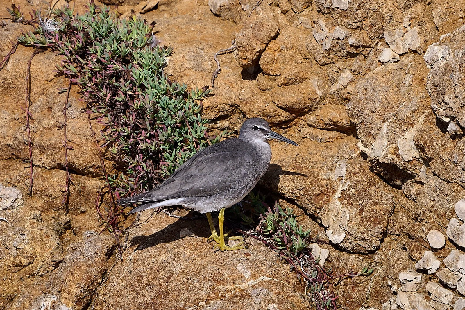 Wandering Tattler