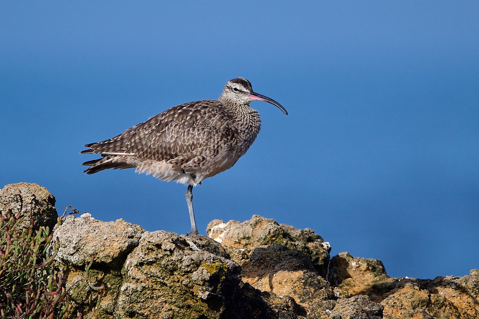 Whimbrel