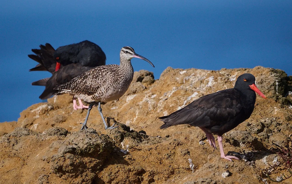 Whimbrel among Black Oystercatchers