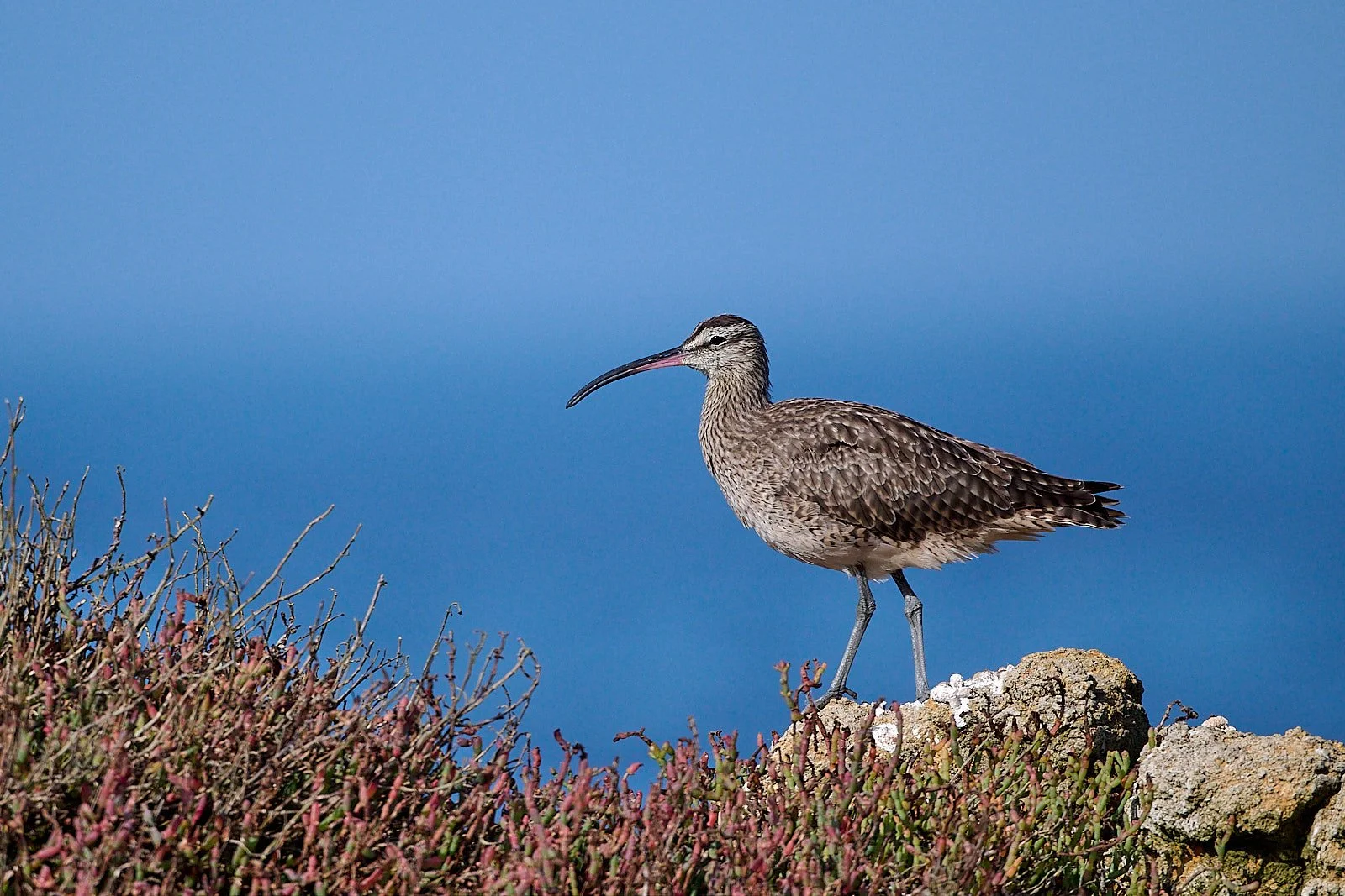 2025-9-pescadero GDW_6941.jpg