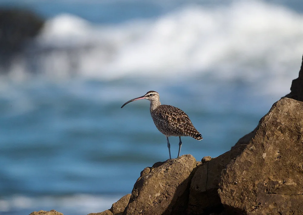 2025-9-pescadero GDW_7239.jpg