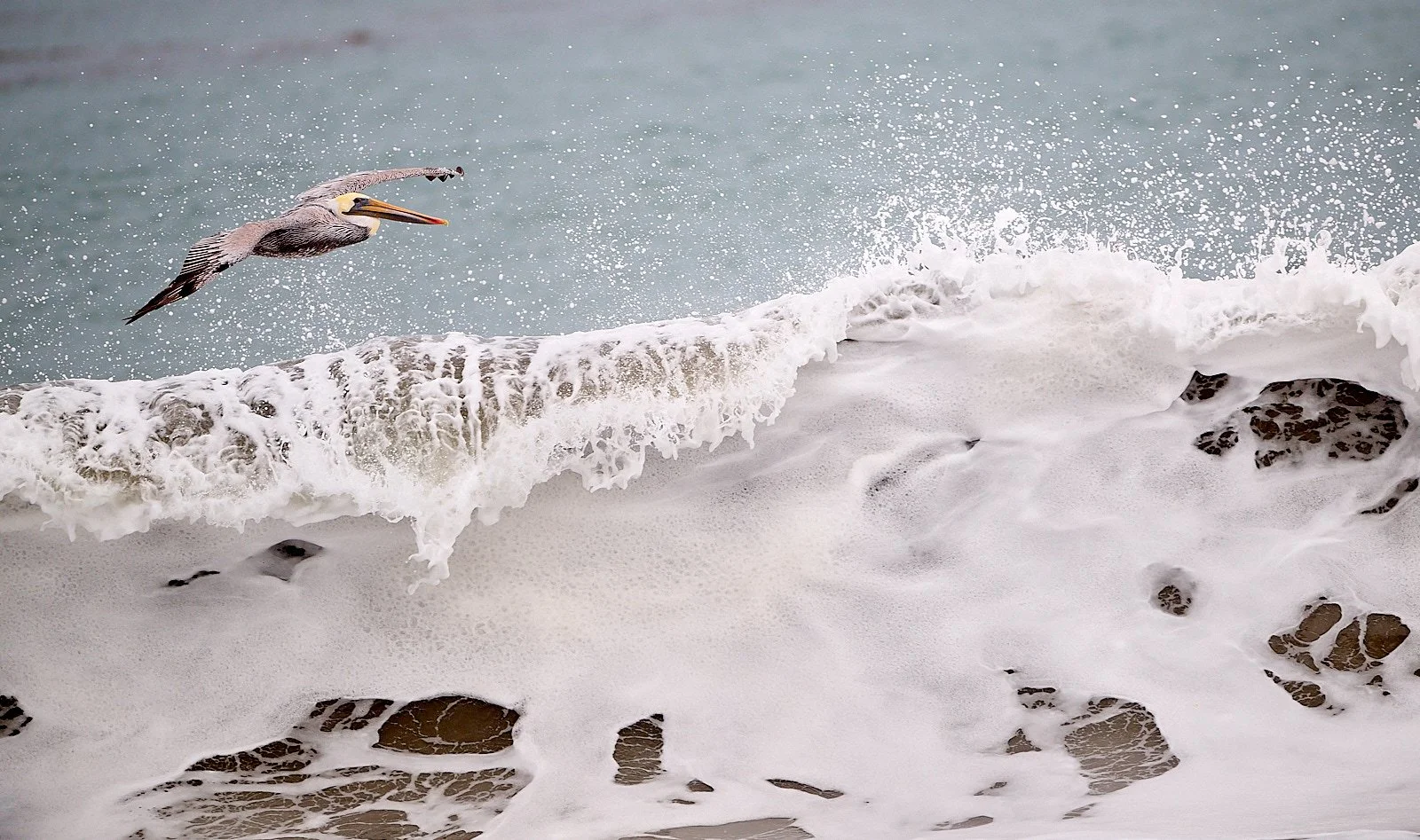 Brown Pelican on updraft created by wave