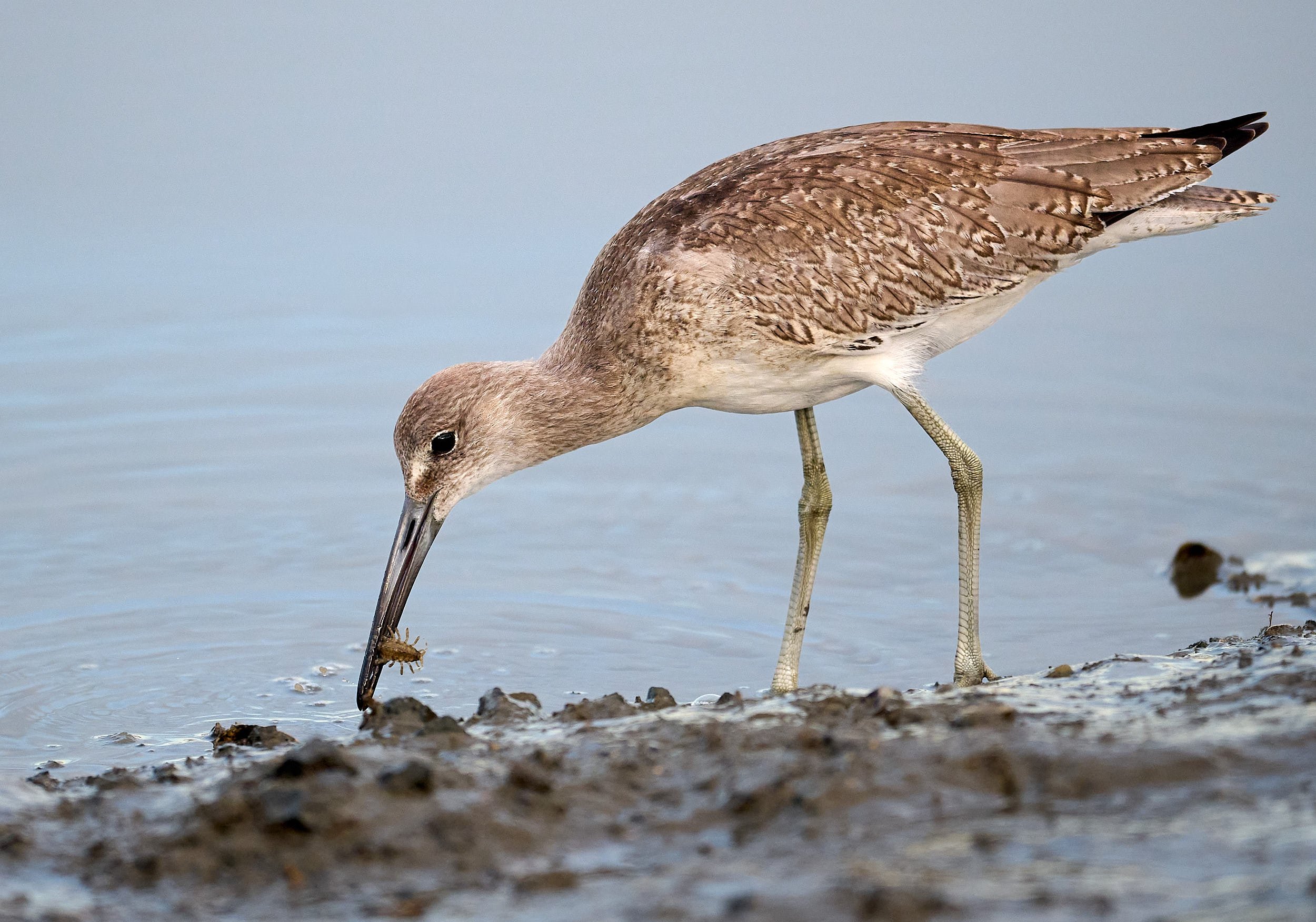 Willet