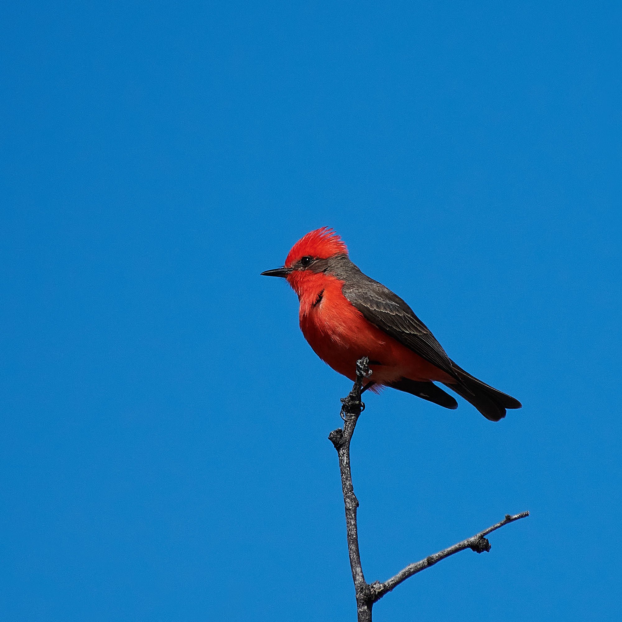 Vermillion Flycatcher