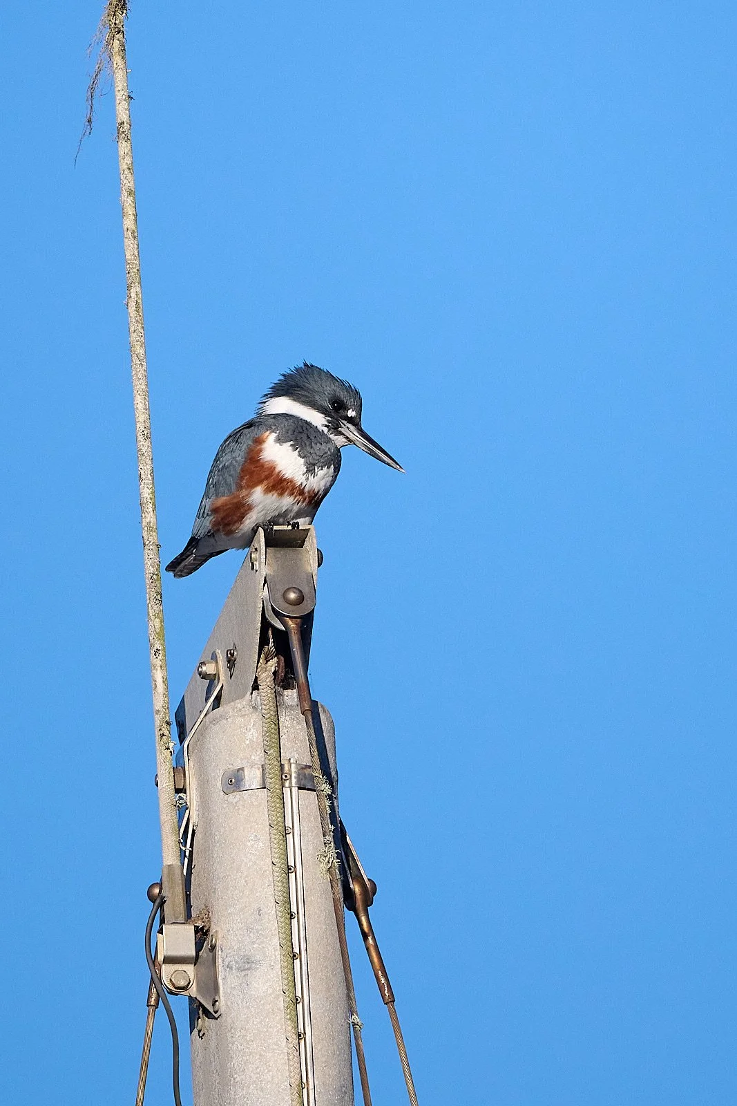 Belted Kingfisher, female
