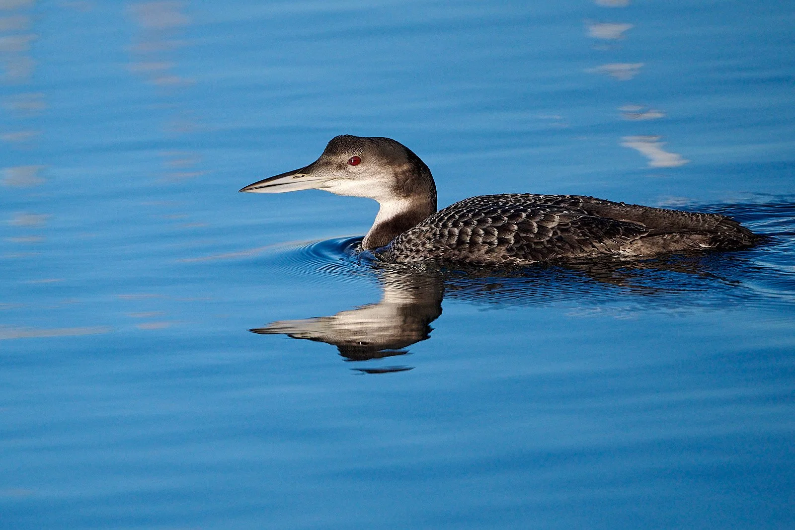 Common Loon