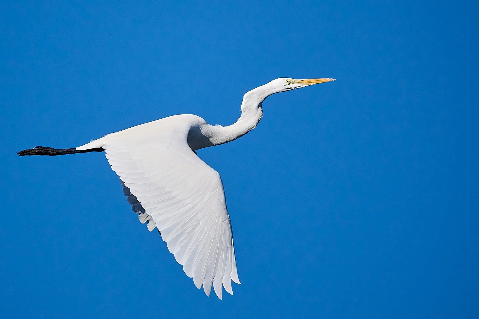 Great Egret