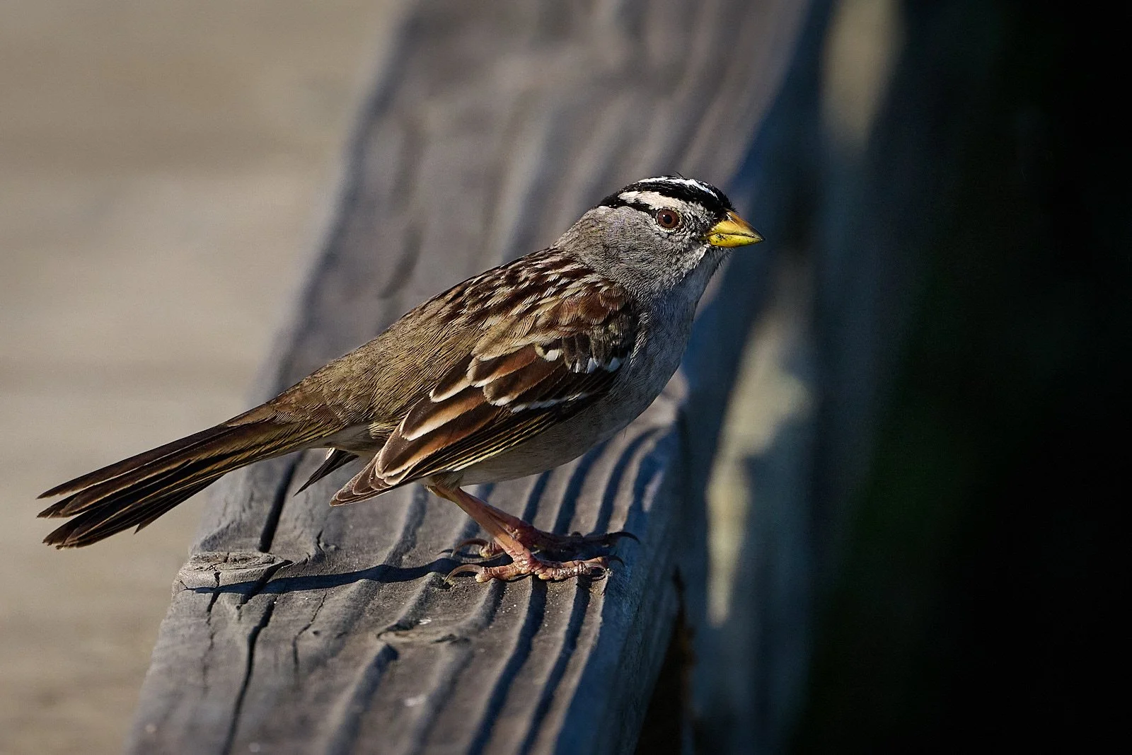 White-crowned Sparrow