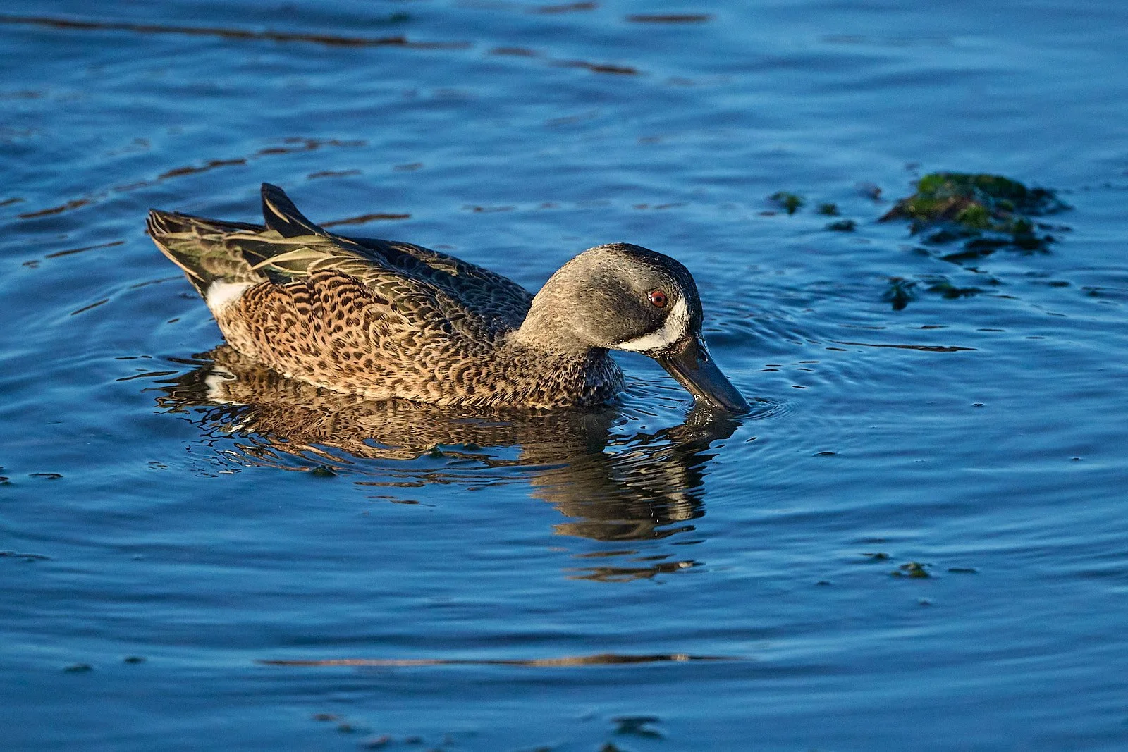 Blue-winged Teal